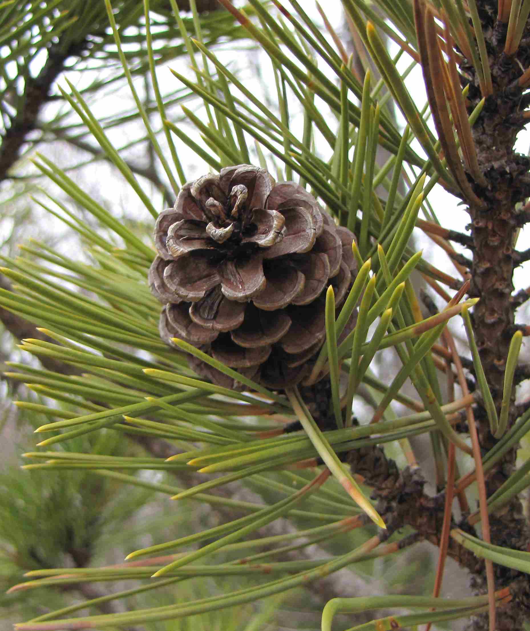 Norcia - Pinus nigra